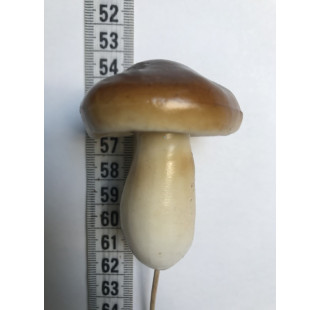 грибы средние