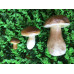 грибы большие