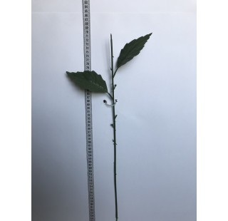 КРЕЙГ стебель с двумя листьями хризантемы 57см